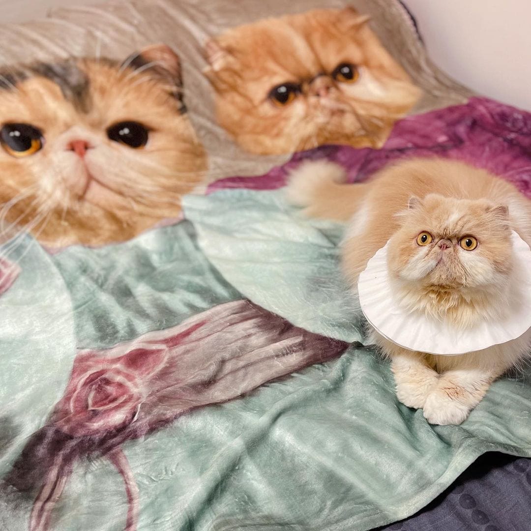 The Sisters - Custom Pet Blanket
